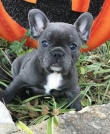 Blue healthy French bulldog puppies